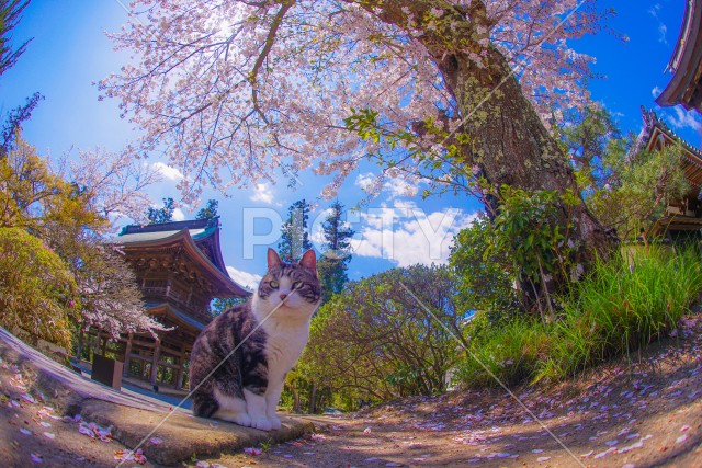 満開の桜と猫