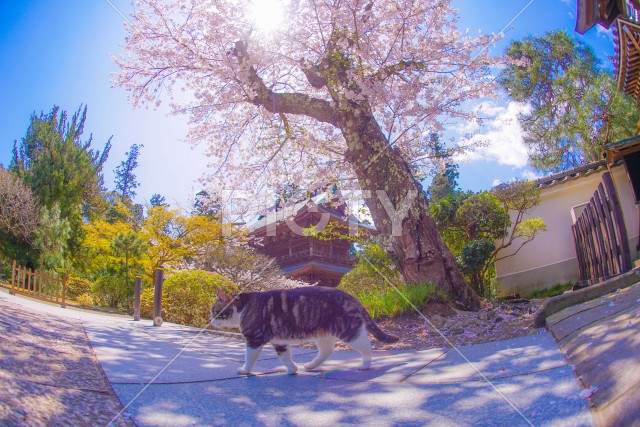 満開の桜と猫