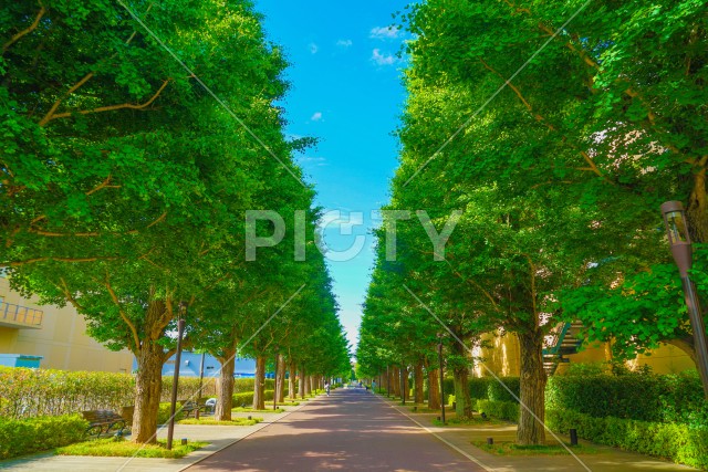 いちょう並木道の新緑（昭島市）