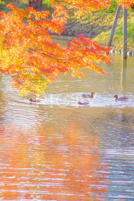 紅葉に包まれた池を泳ぐカモ