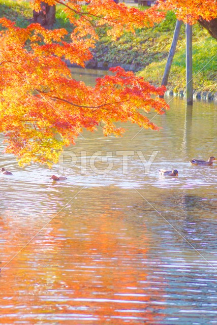 紅葉に包まれた池を泳ぐカモ