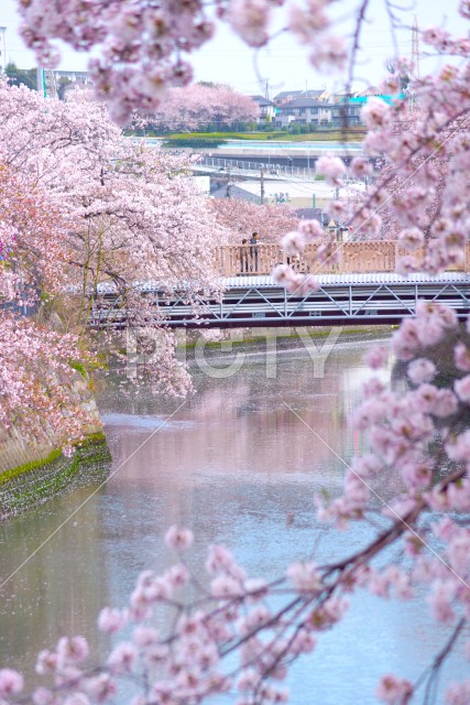桜満開の大岡川プロムナード