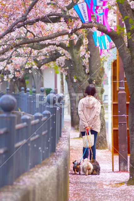 桜満開の大岡川プロムナードを歩く女性