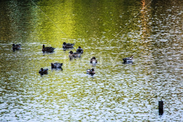 湖を泳ぐカモ(大和市泉の森公園)