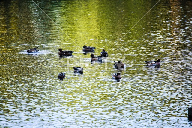 湖を泳ぐカモ(大和市泉の森公園)
