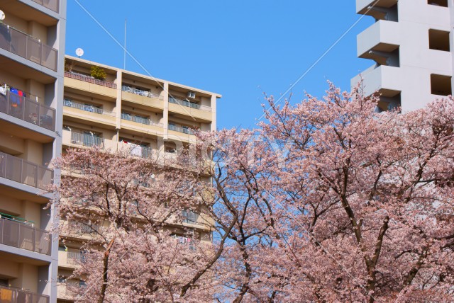 調布の満開の桜