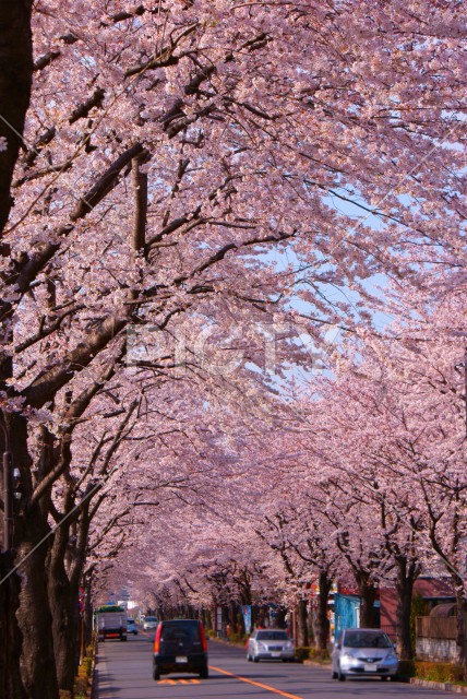 調布の満開の桜