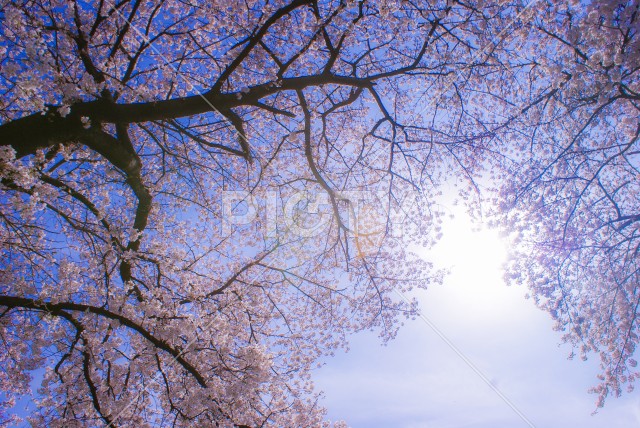 調布の満開の桜