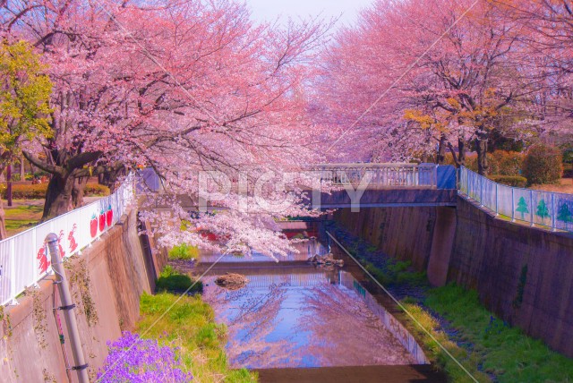 調布の満開の桜