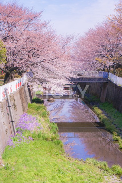 調布の満開の桜