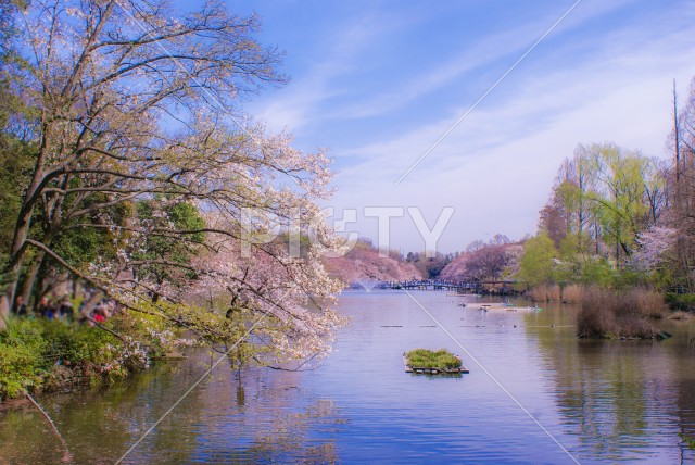 調布の満開の桜