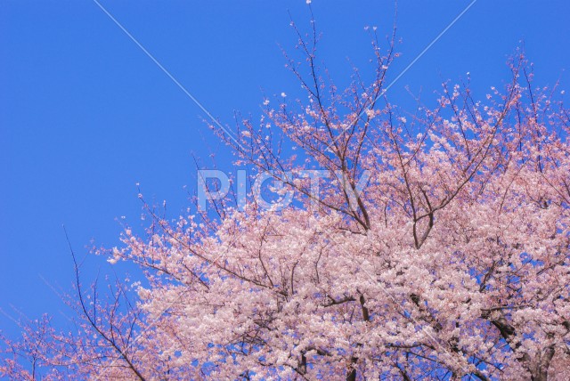 調布の満開の桜