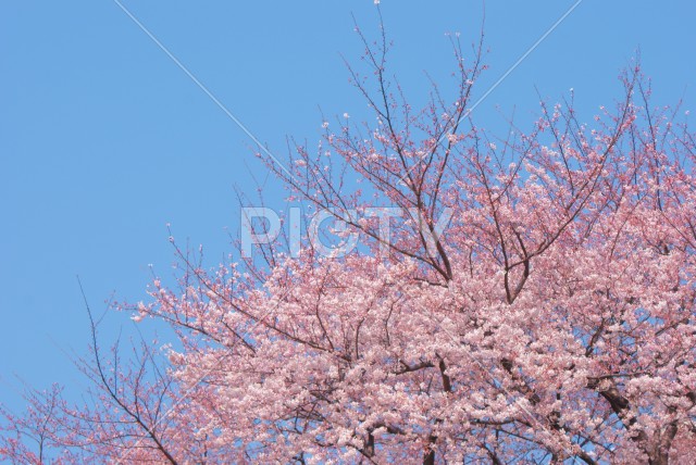 調布の満開の桜