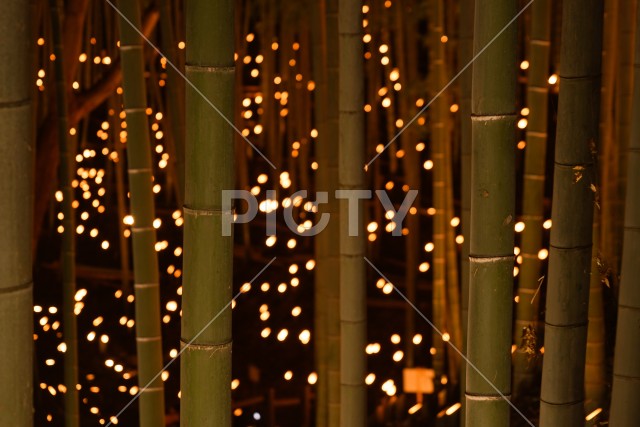 竹林の小径ライトアップ（小机城址市民の森）