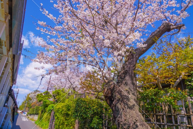 北鎌倉の満開の桜