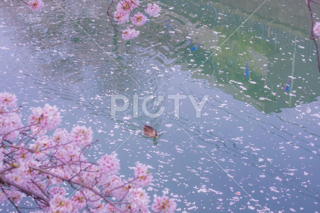 桜が埋め尽くす川を泳ぐカモ