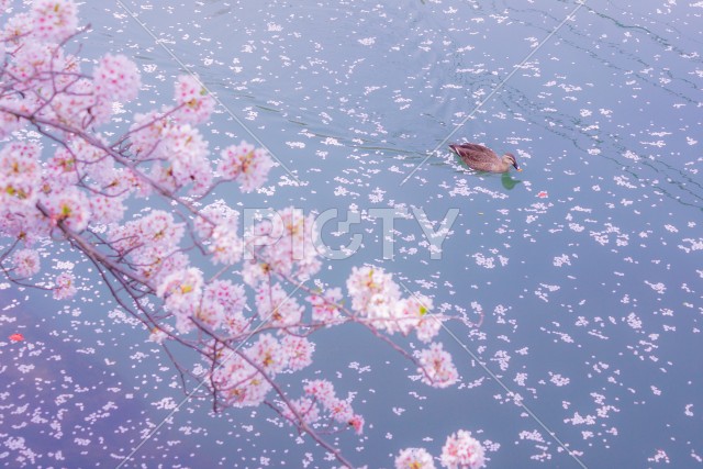 桜が埋め尽くす川を泳ぐカモ