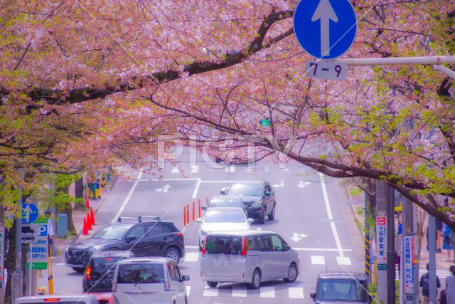 たまプラーザ駅前の桜イメージ