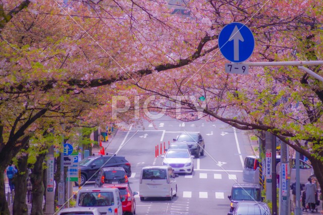 たまプラーザ駅前の桜イメージ