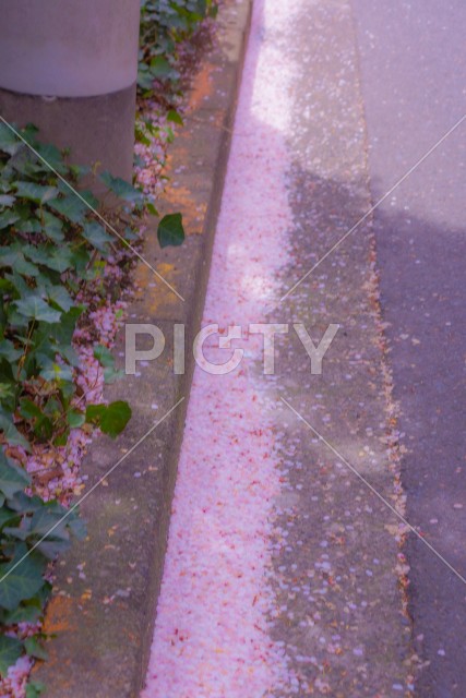 桜が舞い散る道