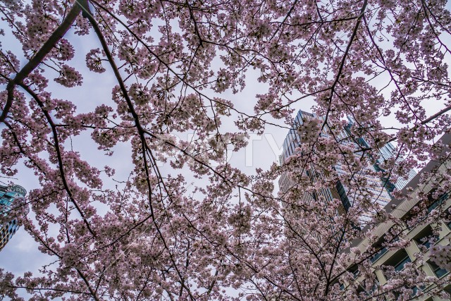 曇天の空と六本木の満開桜