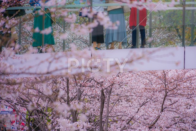 満開の桜と橋の上から見物する人々