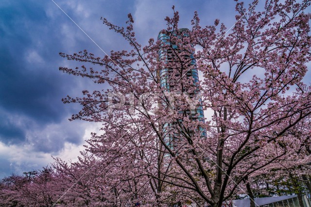 曇天の空と六本木の満開桜