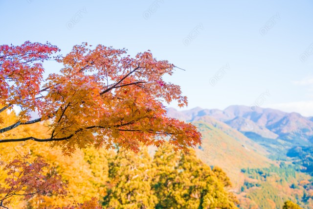 山形県山寺にある黄色に色づいた木