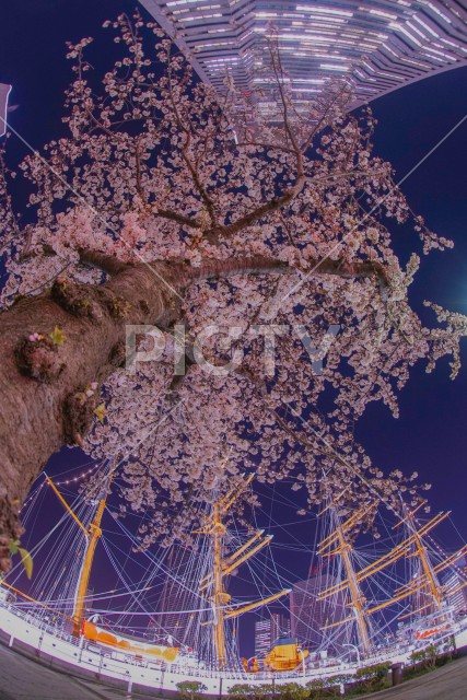 桜と横浜ランドマークタワーとにっぽん丸