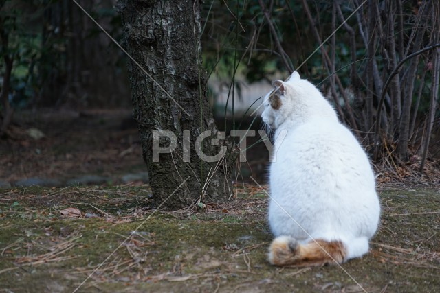 白猫のイメージ