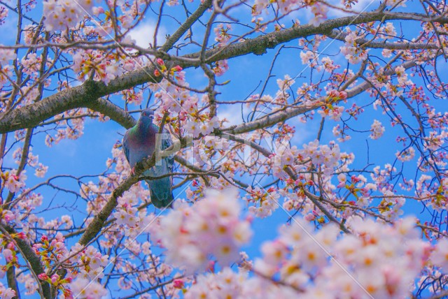 ハトと満開の桜