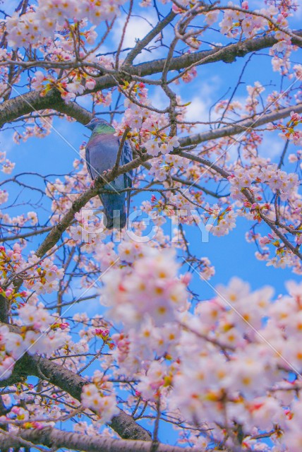 ハトと満開の桜