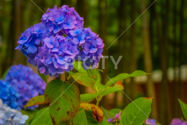 色とりどりの紫陽花（梅雨イメージ）