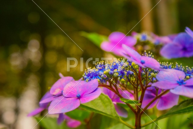 色とりどりの紫陽花（梅雨イメージ）