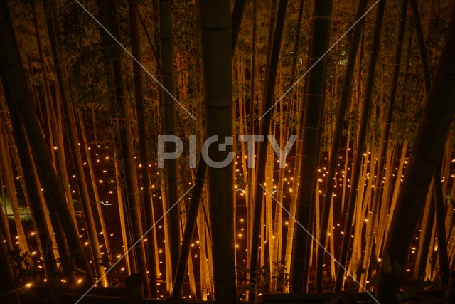 竹林のライトアップ（小机城址市民の森）