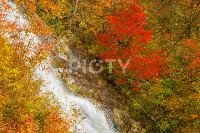 しゃくなげの滝と紅葉（四万湖）