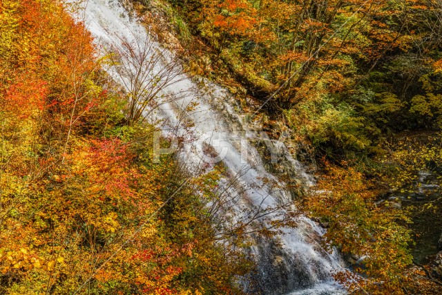 しゃくなげの滝と紅葉（四万湖）