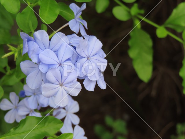 花壇の薄紫の花