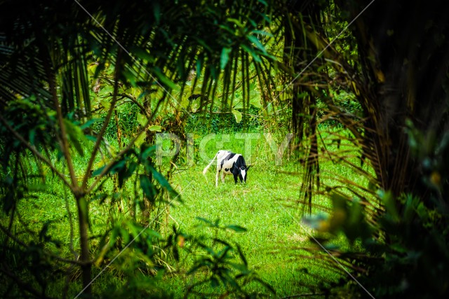 スリランカの草原に佇む牛