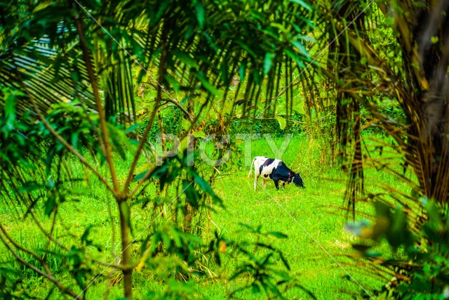 スリランカの草原に佇む牛