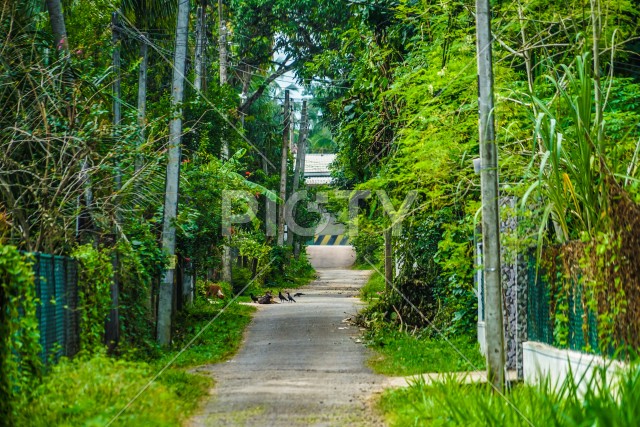 スリランカ道路のイメージ
