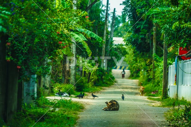 スリランカ道路のイメージ