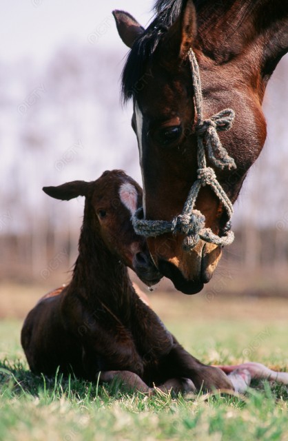 北海道 出産後の馬の親子