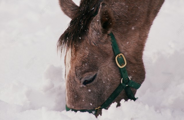 北海道 雪に顔をうずめる馬