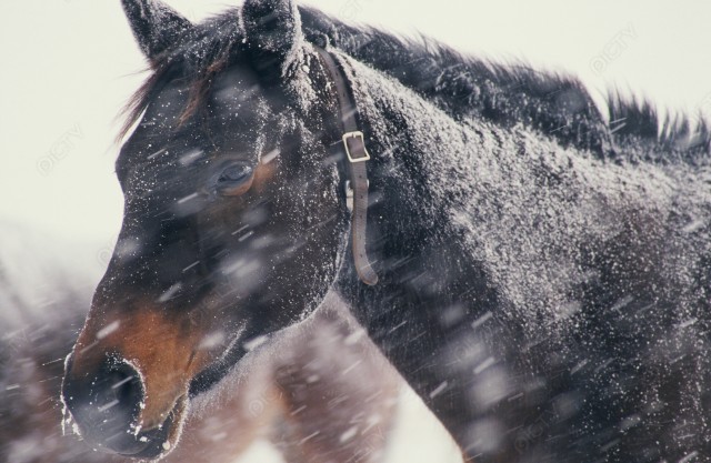 北海道 冬の馬の顔