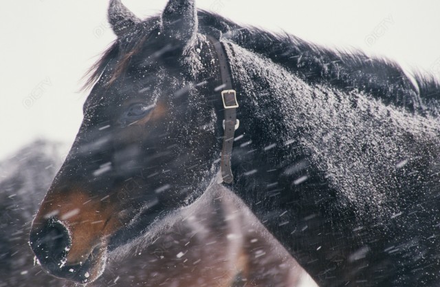 北海道 冬の馬の顔2