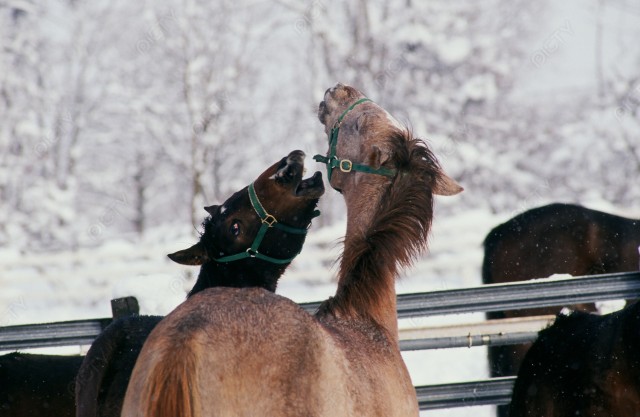 北海道 冬の牧場 じゃれ合う馬