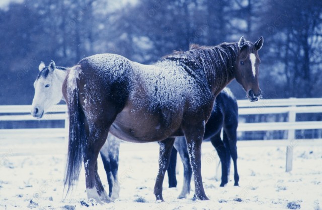 北海道 冬の牧場の馬