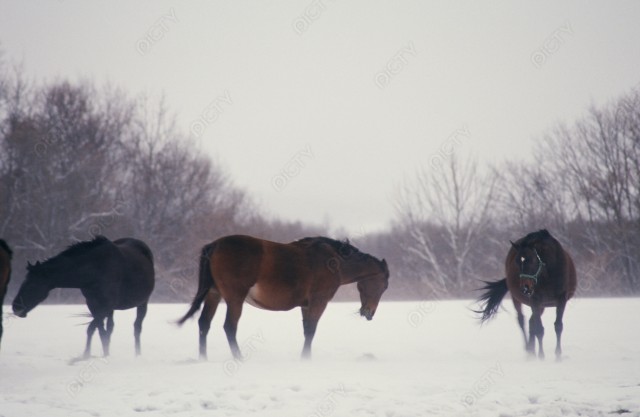 北海道 冬の牧場の馬3