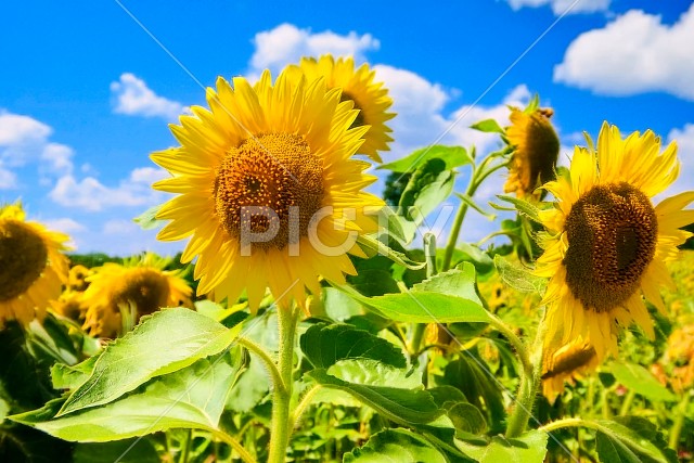 写真のタイトルが入ります